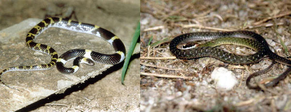 งูลายสอ งูลายสอ