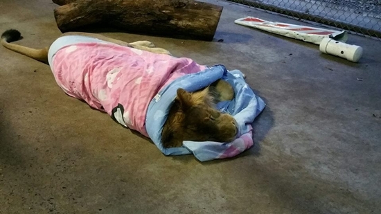 สิงโตขี้เล่น สิงโตขี้เล่น