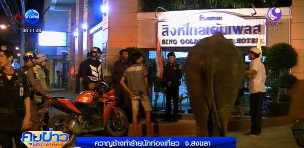 ควาญช้าง ใช้ตะขอทำร้ายนักท่องเที่ยวสงขลา ควาญช้าง ใช้ตะขอทำร้ายนักท่องเที่ยวสงขลา