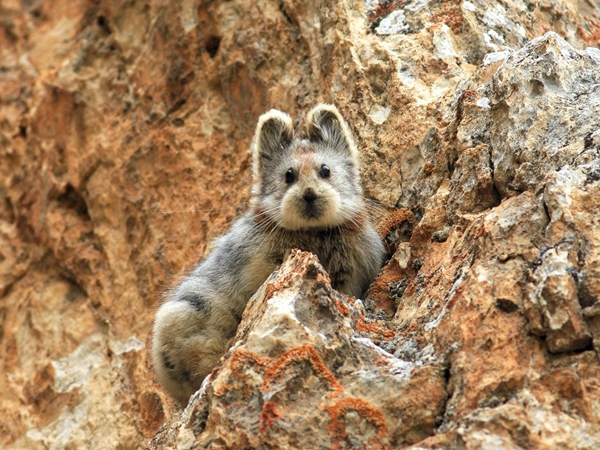 อิลิปิก้า Ili Pika อิลิปิก้า Ili Pika