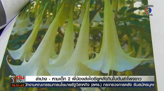 ดอกลำโพงขาว ดอกลำโพงขาว