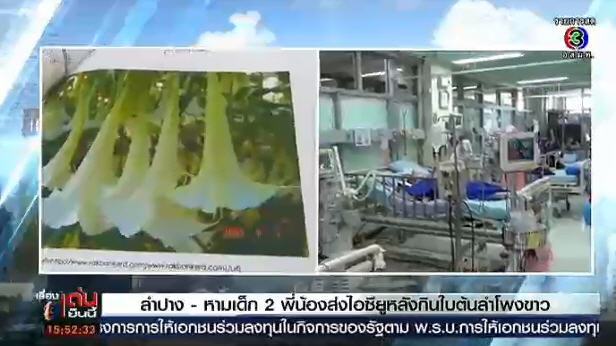 ดอกลำโพงขาว ดอกลำโพงขาว