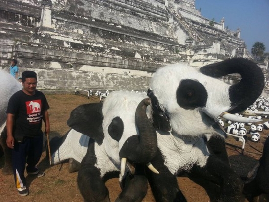 ช้างไทยทาสีเหมือนหมีแพนด้า ช้างไทยทาสีเหมือนหมีแพนด้า