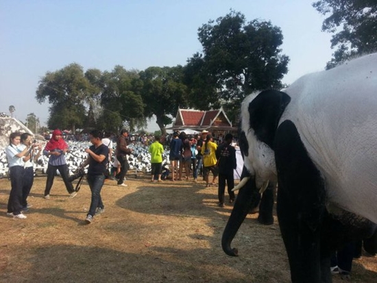 ช้างไทยทาสีเหมือนหมีแพนด้า ช้างไทยทาสีเหมือนหมีแพนด้า