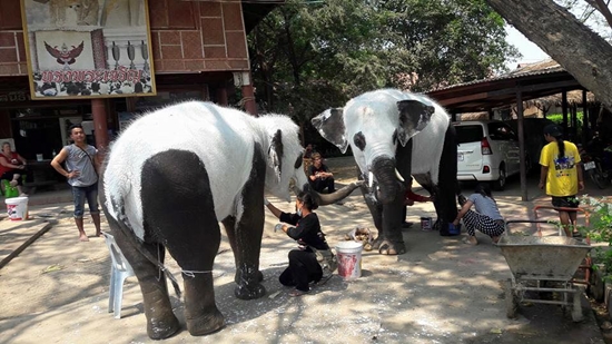 ช้างไทยทาสีเหมือนหมีแพนด้า ช้างไทยทาสีเหมือนหมีแพนด้า