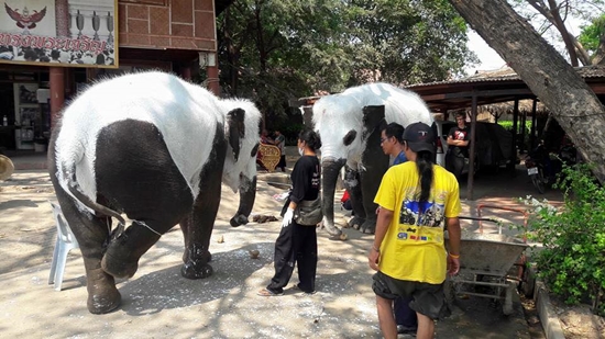 ช้างไทยทาสีเหมือนหมีแพนด้า ช้างไทยทาสีเหมือนหมีแพนด้า