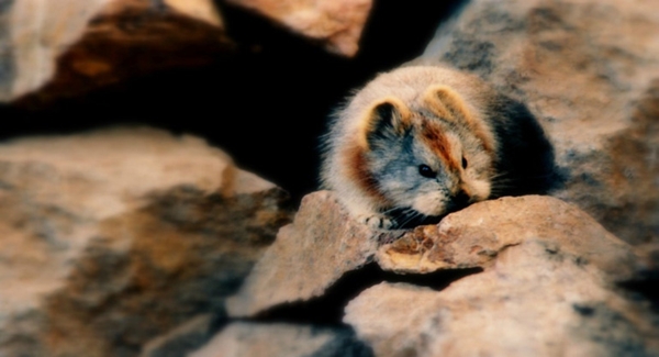 อิลิปิก้า Ili Pika อิลิปิก้า Ili Pika