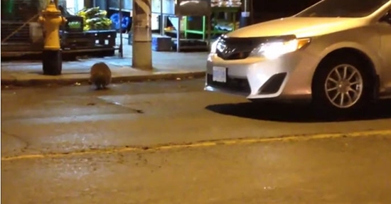 แรคคูน แรคคูน