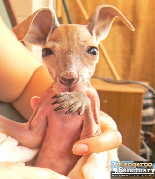 ออสซี่อวดโฉมจิงโจ้สู้ฟัด กล้ามเป็นมัด ๆ เลยครับท่าน ออสซี่อวดโฉมจิงโจ้สู้ฟัด กล้ามเป็นมัด ๆ เลยครับท่าน