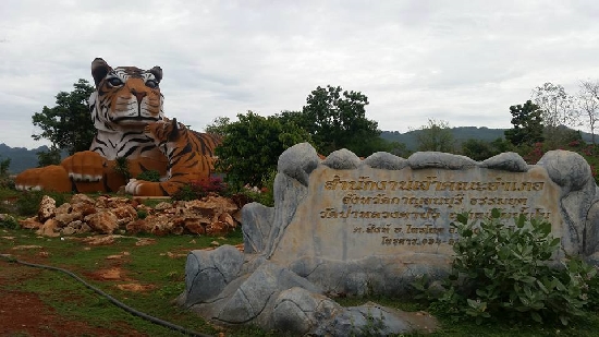 เสือวัดป่าหลวงตามหาบัว เสือวัดป่าหลวงตามหาบัว