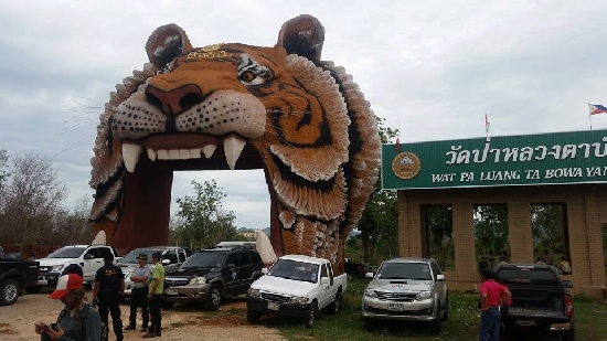 เสือวัดป่าหลวงตามหาบัว เสือวัดป่าหลวงตามหาบัว