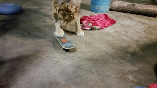 สิงโตขี้เล่น สิงโตขี้เล่น