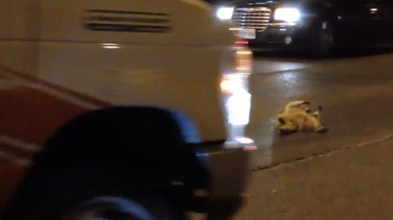 แรคคูน แรคคูน