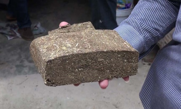 ลักลอบปลูกกัญชา ลักลอบปลูกกัญชา