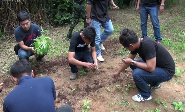 ลักลอบปลูกกัญชา ลักลอบปลูกกัญชา