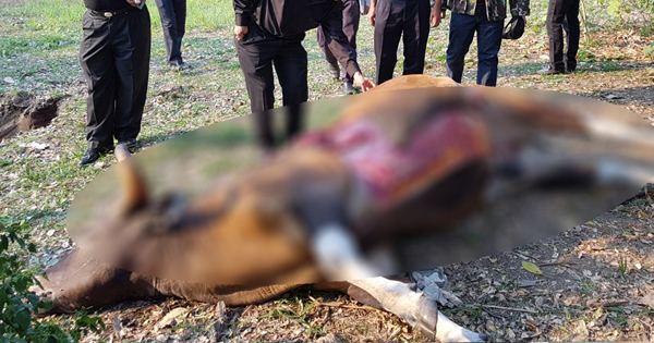 วัวแดงป่าห้วยขาแข้ง วัวแดงป่าห้วยขาแข้ง