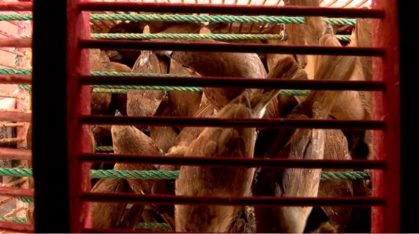 ธุรกิจปล่อยนกกระติ๊ด ธุรกิจปล่อยนกกระติ๊ด