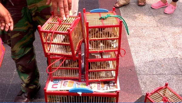 ธุรกิจปล่อยนกกระติ๊ด ธุรกิจปล่อยนกกระติ๊ด