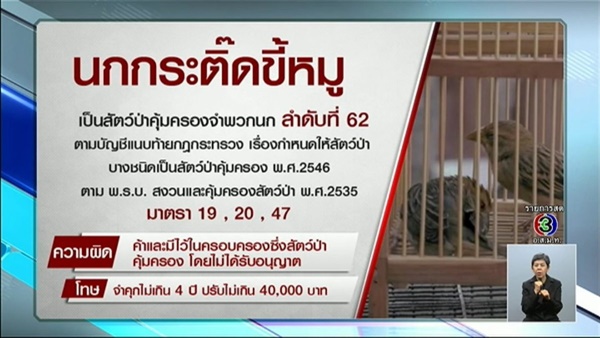 ธุรกิจปล่อยนกกระติ๊ด ธุรกิจปล่อยนกกระติ๊ด