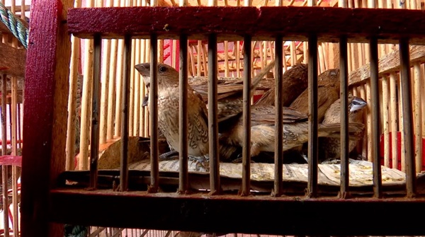 ธุรกิจปล่อยนกกระติ๊ด ธุรกิจปล่อยนกกระติ๊ด