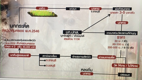 ธุรกิจปล่อยนกกระติ๊ด ธุรกิจปล่อยนกกระติ๊ด