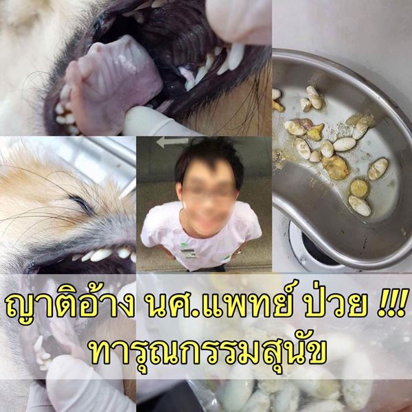 หมอฆ่าหมาเอาประกัน หมอฆ่าหมาเอาประกัน