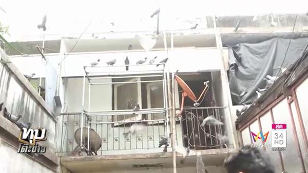 ลุงเลี้ยงนกพิราบ ลุงเลี้ยงนกพิราบ