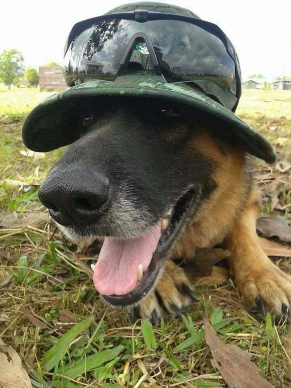 การฝึกสุนัขทหาร การฝึกสุนัขทหาร