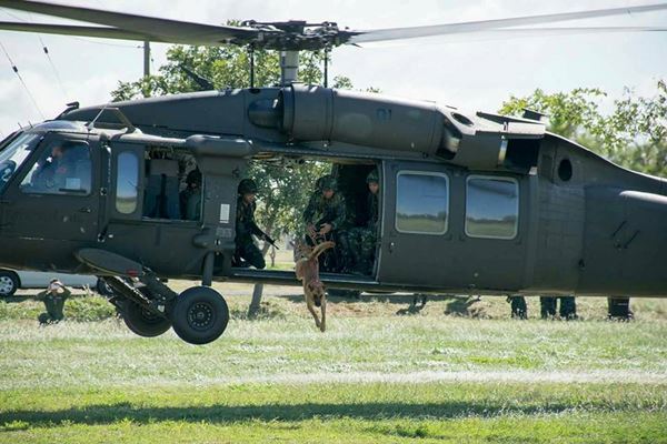 การฝึกสุนัขทหาร การฝึกสุนัขทหาร