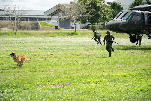 การฝึกสุนัขทหาร การฝึกสุนัขทหาร