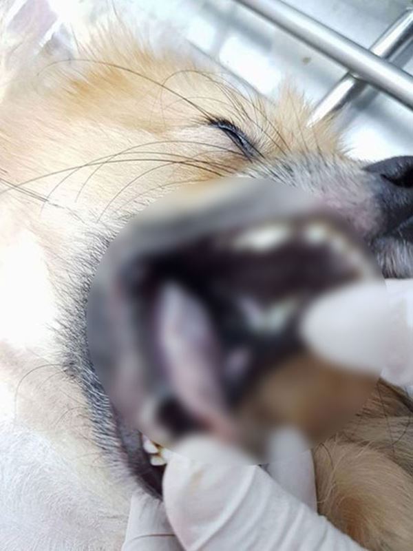 หมอฆ่าหมาเอาประกัน หมอฆ่าหมาเอาประกัน