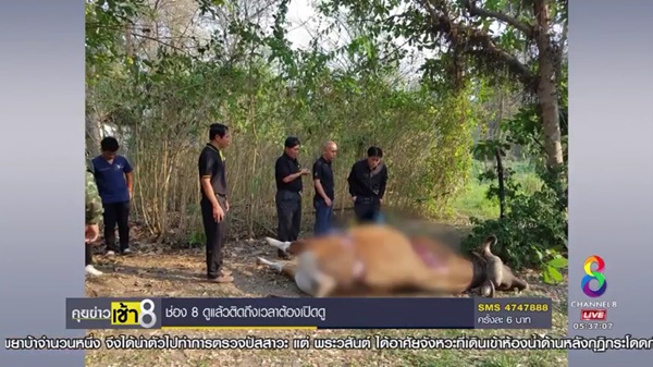 วัวแดงป่าห้วยขาแข้ง วัวแดงป่าห้วยขาแข้ง