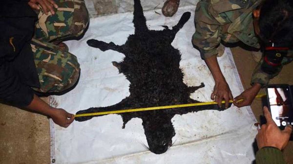 ล่าเสือดำ ล่าเสือดำ