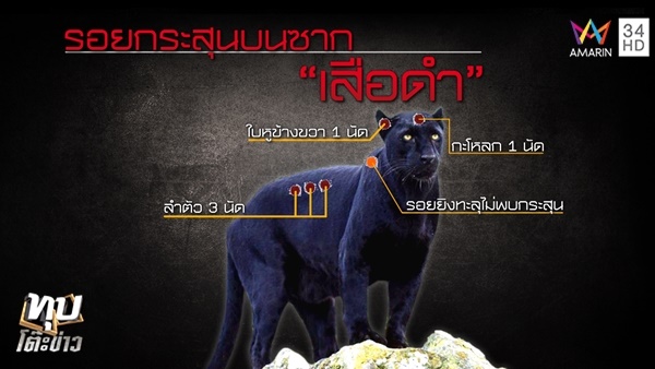 ล่าเสือดำ ล่าเสือดำ