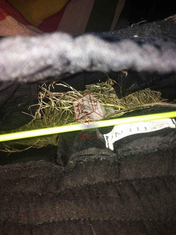 นกเข้ามาทำรังในกางเกง นกเข้ามาทำรังในกางเกง