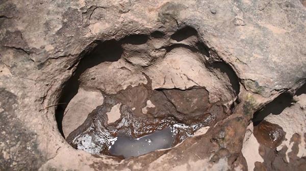 สัตว์ดึกดำบรรพ์ สัตว์ดึกดำบรรพ์