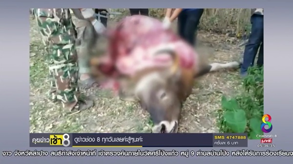 วัวแดงป่าห้วยขาแข้ง วัวแดงป่าห้วยขาแข้ง