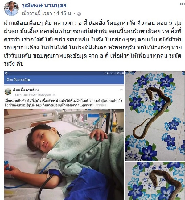 งูเห่า งูเห่า