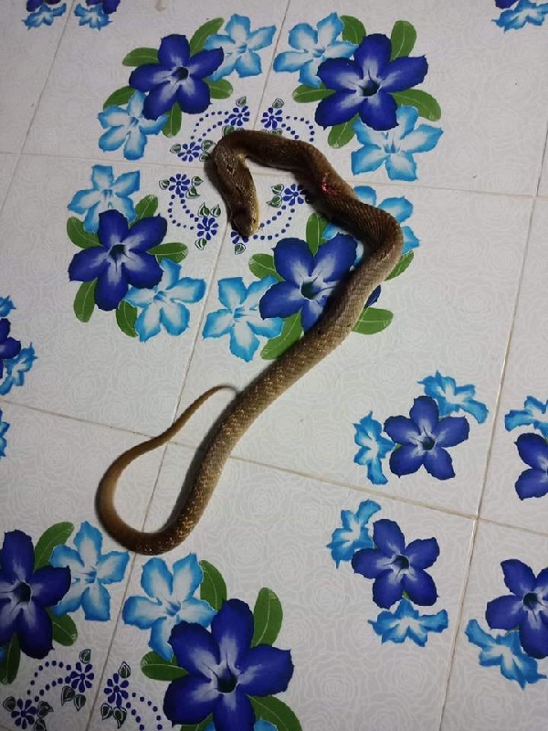 งูเห่า งูเห่า