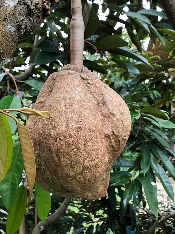 ทุเรียนไร้หนาม ทุเรียนไร้หนาม