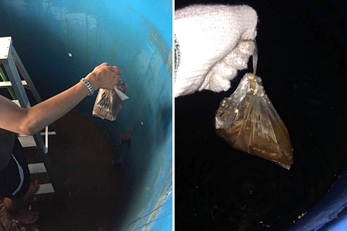 ถุงอึในแท็งก์น้ำคอนโด ถุงอึในแท็งก์น้ำคอนโด