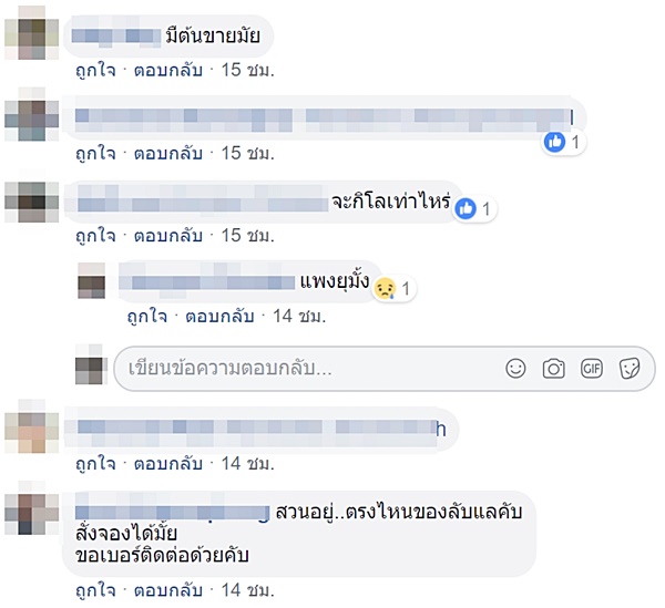 ทุเรียนไร้หนาม ทุเรียนไร้หนาม