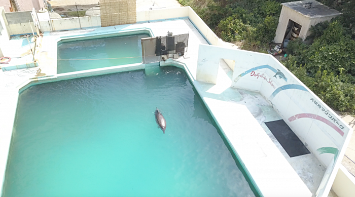 โลมา โลมา