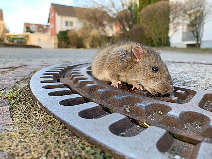 ช่วยเหลือสัตว์ ช่วยเหลือสัตว์