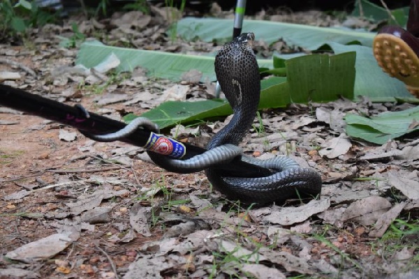 งูเห่า งูเห่า