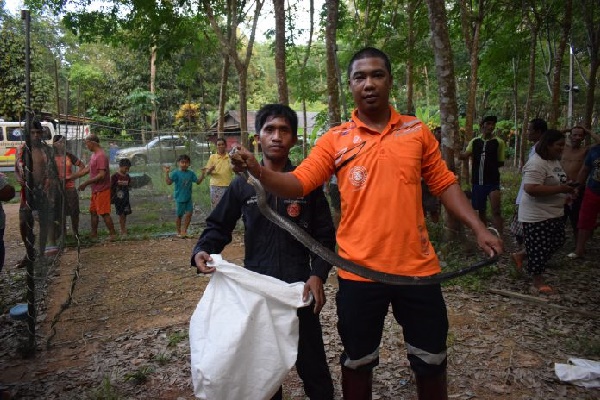 งูเห่า งูเห่า