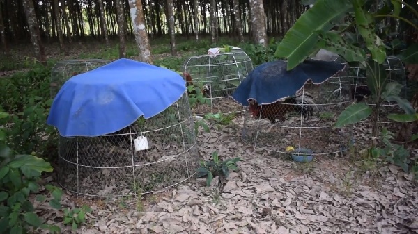 งูเห่า งูเห่า