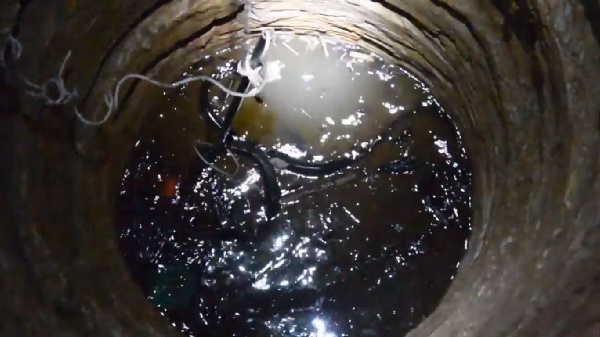 งูเห่า งูเห่า