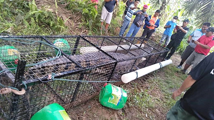 จระเข้กินคน จระเข้กินคน