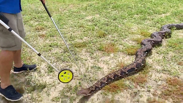 งูเหลือม งูเหลือม